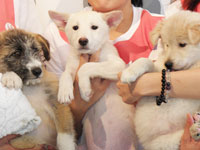 里親を待つ子犬