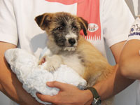 里親を待つ子犬