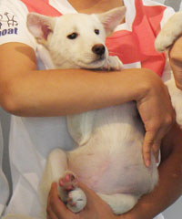 里親を待つ子犬