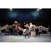 木下大サーカス