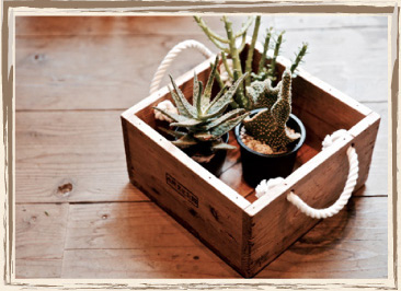Green Box L