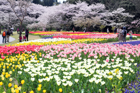 すべての美しい花の画像 トップ100 花 フェスタ 浜名 湖