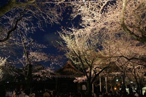 第３１回　奉納　靖國神社　夜桜能