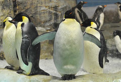 名古屋港水族館