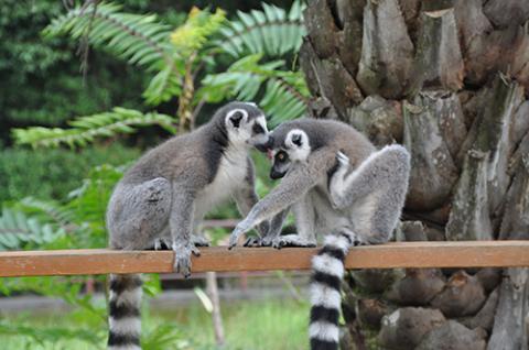 日本モンキーセンター