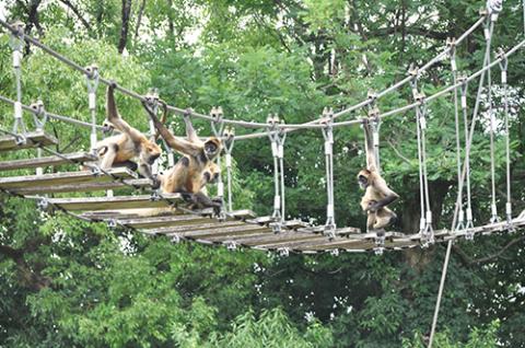日本モンキーセンタ