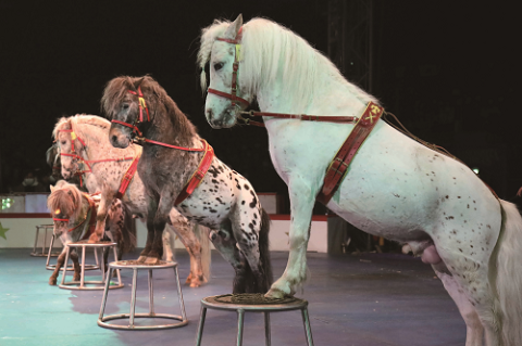 木下大サーカス磐田公演