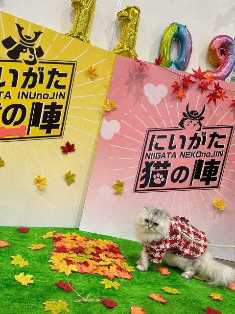 にいがた猫の陣