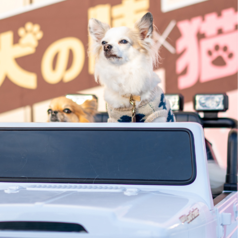 にいがた犬の陣×猫の陣２０２６春