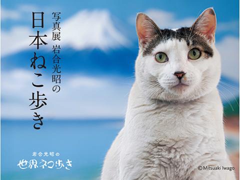 【希少】岩合光照さん　猫写真パネル！ 写真展「岩合光昭の日本ねこ歩き」(シャシンテンイワゴウミツアキノ