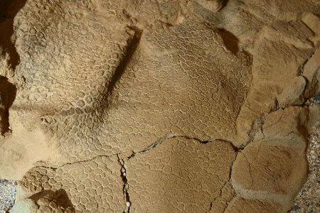 恐竜ミイラの化石「ダコタ」
