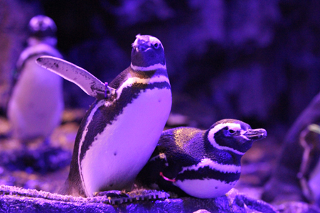 すみだ水族館 ペンギンと音楽の夜