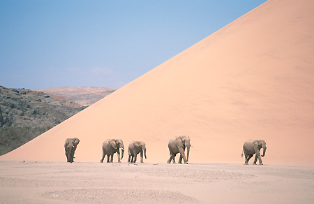 Elephants in dunes (c)Paul Brehem