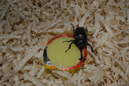 国際土壌年2015記念『大昆虫展』in 東京スカイツリータウン