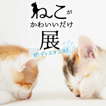 ねこ大好きの人気声優 花江夏樹が ねこがかわいいだけ展 動画ナレーターに チケットぴあ アート アート