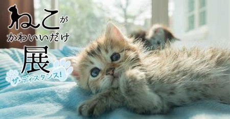 ねこがかわいいだけ展 ザ・ディスタンス！