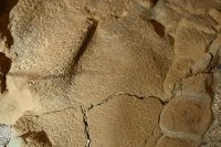 恐竜ミイラの化石「ダコタ」