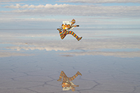 谷澤智文(ex.タニザワトモフミ)