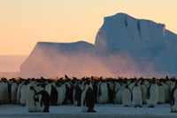 Emperor Penguins (c)Fred Olivier