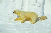 Polar bear and cub (c)Jason C Roberts