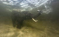 African elephant underwater (c)Peter Scoones