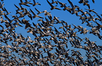 Snow Geese (c)Ian McCarthy