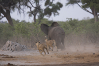 Lions hunting African Elephant, Botswana (c)BBC Planet Earth/Ben Osborne