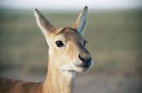 Mongolian gazelle (c)Jonny Keeling