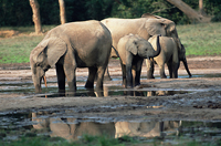 Elephants in bai opening, Central Republic of Africa, Congo (c)Martyn Colbeck