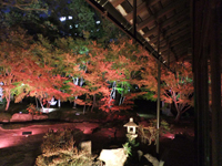承天寺 泉水庭ライトアップ