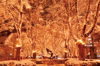 写真提供：SENDAI光のページェント実行委員会