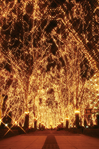 写真提供：SENDAI光のページェント実行委員会