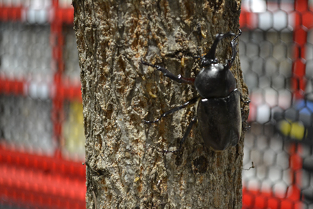 国際土壌年2015記念『大昆虫展』in 東京スカイツリータウン