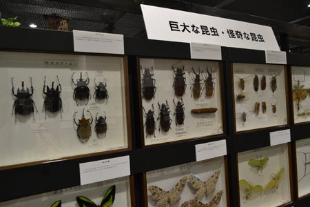 国際土壌年2015記念『大昆虫展』in 東京スカイツリータウン