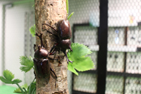 どこにいるかな？直接ふれてみよう！