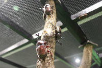 どこにいるかな？直接ふれてみよう！