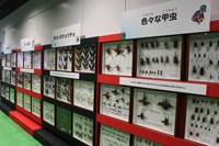 世界の昆虫標本を100種以上展示