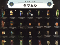 世界の昆虫標本を100種以上展示