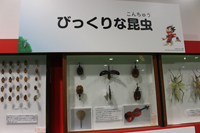 世界の昆虫標本を100種以上展示