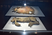 世界初公開のケナガマンモスの皮膚（上）と太古の仔ウマ「フジ」（下）