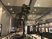 全身復元骨格「AMNH 5027」