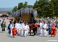 薄紫色の藤の花の装飾を揺らしながら、車輪を回してゆっくり進む牛車「御所車」